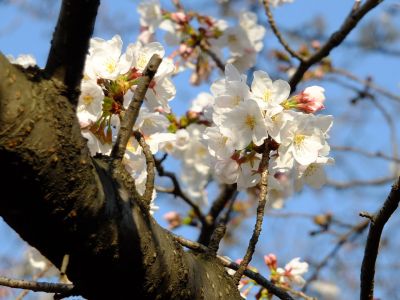 都筑江川せせらぎ緑道
