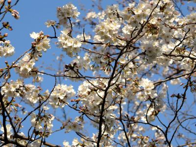 都筑江川せせらぎ緑道
