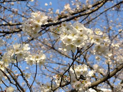 都筑江川せせらぎ緑道
