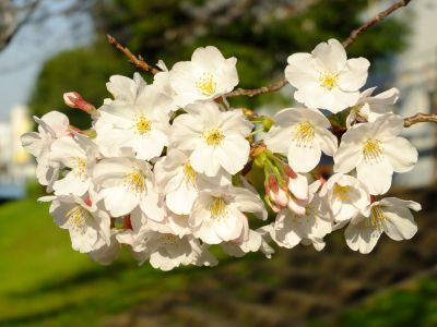 都筑江川せせらぎ緑道
