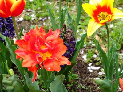 江川せせらぎ緑道
