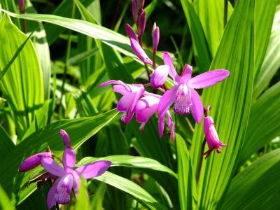 シラン（茅ヶ崎中央）
