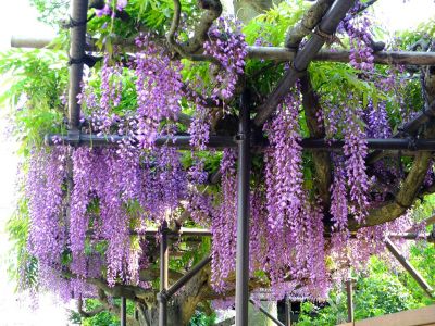 藤の花（茅ヶ崎中央）
