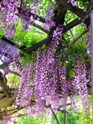 藤の花（茅ヶ崎中央）
