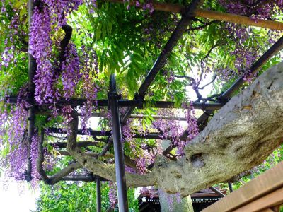 藤の花（茅ヶ崎中央）
