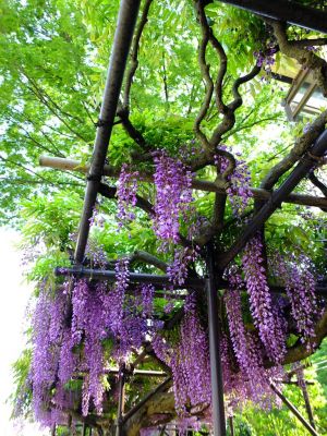 藤の花（茅ヶ崎中央）
