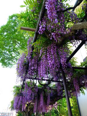 藤の花（茅ヶ崎中央）
