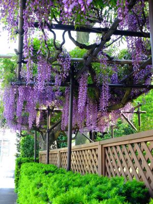 藤の花（茅ヶ崎中央）
