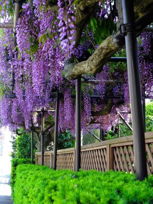 藤の花（茅ヶ崎中央）
