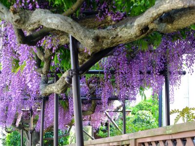 藤の花（茅ヶ崎中央）
