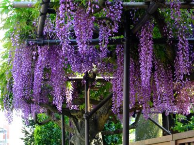 藤の花（茅ヶ崎中央）
