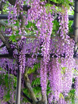 藤の花（茅ヶ崎中央）
