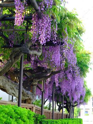 藤の花（茅ヶ崎中央）
