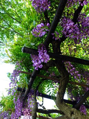 藤の花（茅ヶ崎中央）
