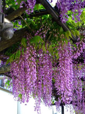 藤の花（茅ヶ崎中央）
