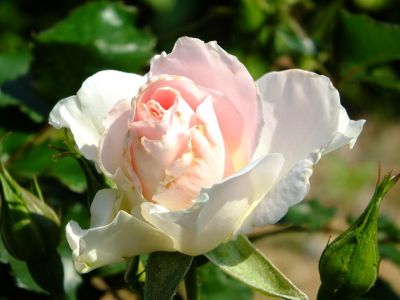 ローザ・つづきく（都筑中央公園）
