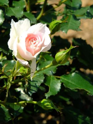 ローザ・つづきく（都筑中央公園）
