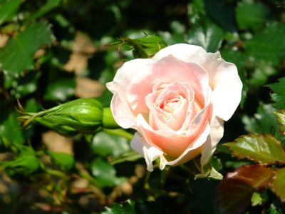 ローザ・つづきく（都筑中央公園）
