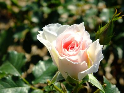 ローザ・つづきく（都筑中央公園）
