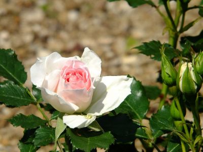 ローザ・つづきく（都筑中央公園）
