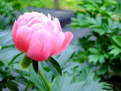 芍薬（都筑中央公園）
