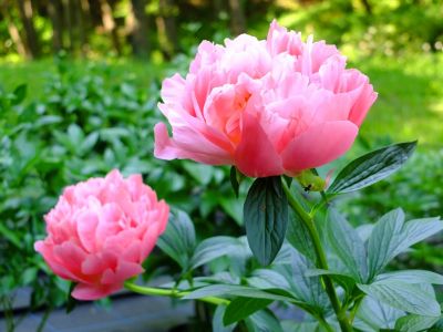 芍薬（都筑中央公園）
