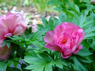 芍薬（都筑中央公園）
