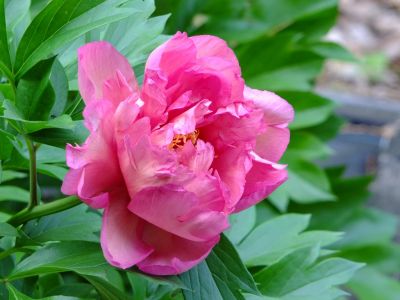 芍薬（都筑中央公園）
