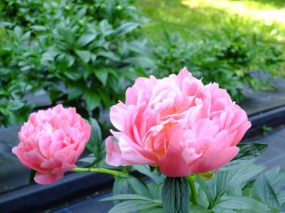 芍薬（都筑中央公園）
