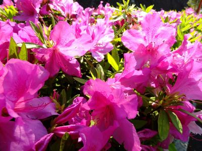 つつじ（みずきヶ丘）
