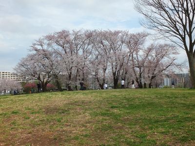 染井吉野（八幡山公園）
