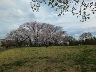 染井吉野（八幡山公園）
