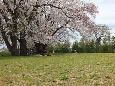 染井吉野（八幡山公園）
