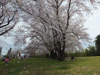 染井吉野（八幡山公園）

