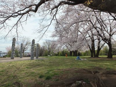 染井吉野（八幡山公園）
