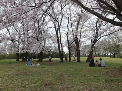 染井吉野（八幡山公園）
