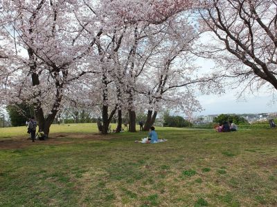 染井吉野（八幡山公園）
