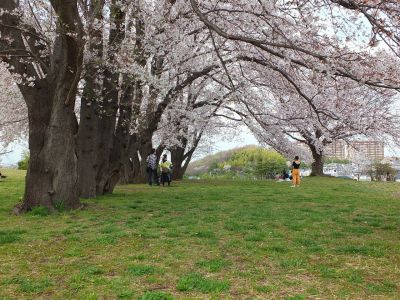 染井吉野（八幡山公園）
