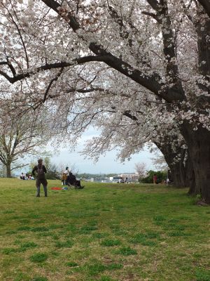 染井吉野（八幡山公園）
