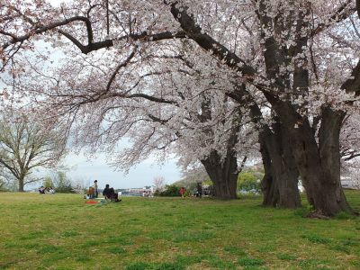 染井吉野（八幡山公園）
