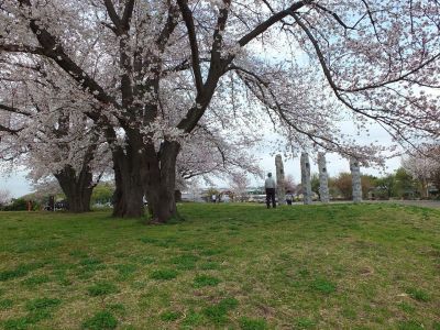 染井吉野（八幡山公園）
