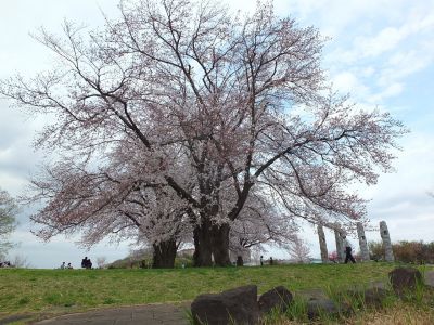 染井吉野（八幡山公園）
