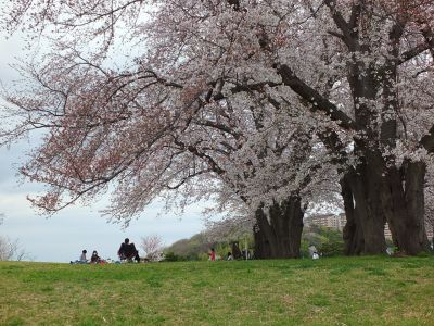 染井吉野（八幡山公園）
