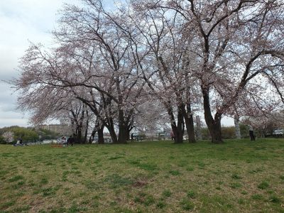 染井吉野（八幡山公園）
