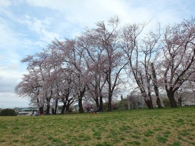 染井吉野（八幡山公園）
