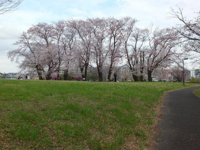染井吉野（八幡山公園）
