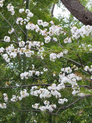 染井吉野（八幡山公園）
