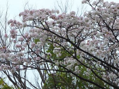 染井吉野（八幡山公園）
