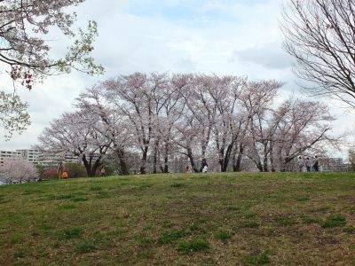 染井吉野（八幡山公園）
