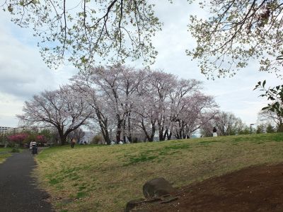 染井吉野（八幡山公園）
